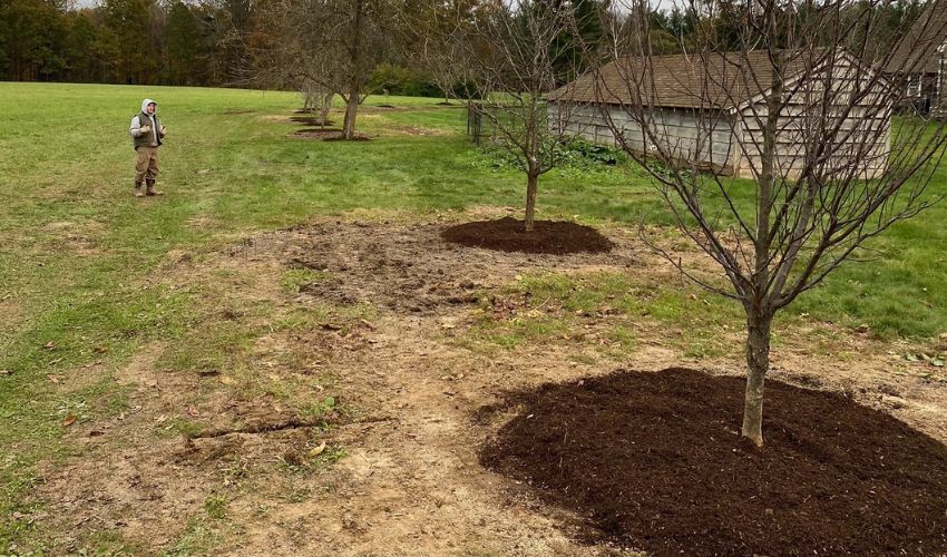 Trees planted by the team at Hill Treekeepers in Goshen, NY