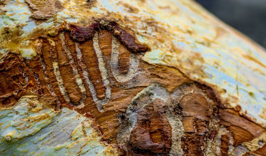 Signs of emerald ash borer infestation in an ash tree.