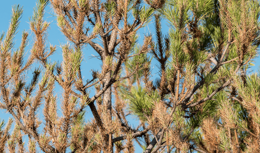 A conifer tree with many brown needles in New York.