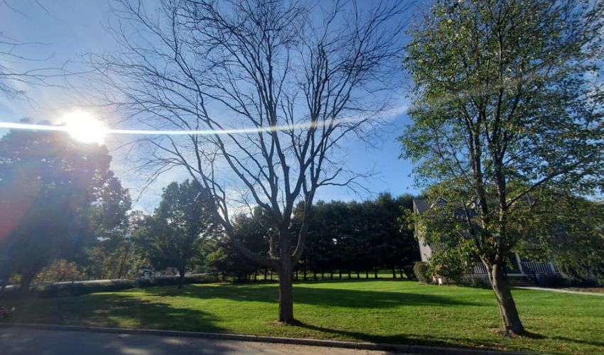 A decidious tree with no leaves surrounded by other deciduous trees with leaves in the Hudson Valley. 