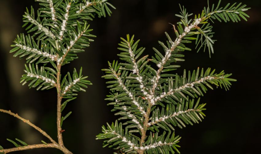 Signs of hemlock woodly adelgid on conifer branches.