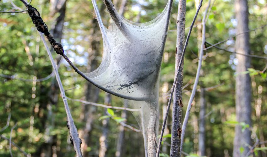 A webbed tent made by tent caterpillars on a tree in the Hudson Valley.