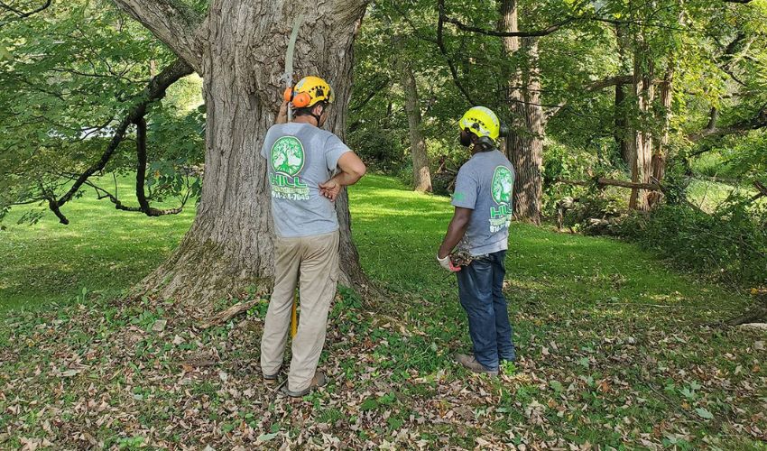 Hill Treekeepers crew members discuss a tree on a Hudson Valley property.