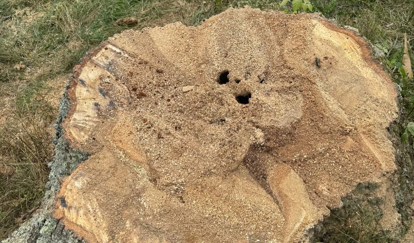A stump after a tree removal in Newburgh, NY.