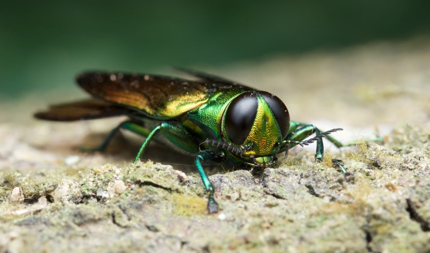 A closeup picture of an emerald ash borer on a log in Saugerties, NY.