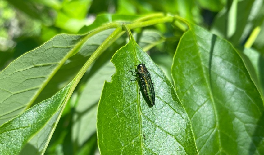 An emerald ash borer adult on a leaf in Gardiner, NY.