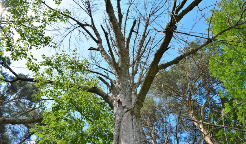 An ash that has been fully killed by emerald ash borer in Kingston, NY.