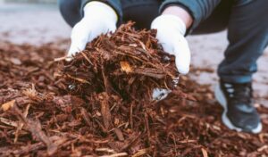 A homeowner with a handful of organic mulch in Gardiner, NY.