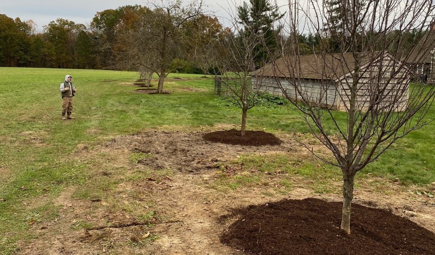 A row of trees that the team at Hill Treekeepers planted in Newburgh, NY, surrounded by a layer of mulch.