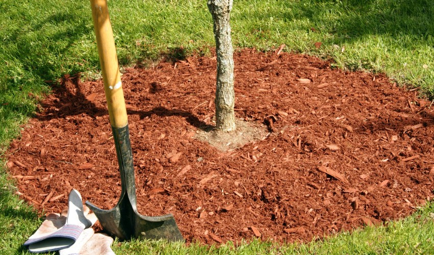 A newly planted tree with a small ring of mulch around it in Montgomery, NY.