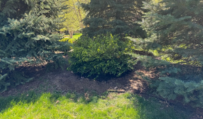 Evergreen trees surrounded by a three-inch layer of organic mulch in Goshen, NY.
