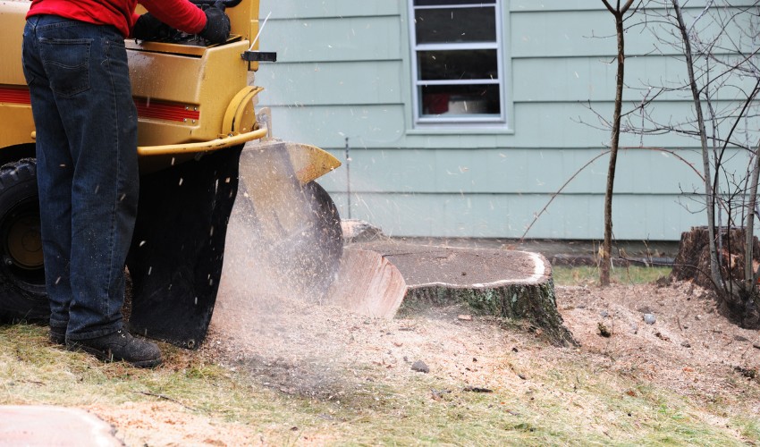 A member of the Hill Treekeepers team using a stump grinder in a yard in Goshen, NY.