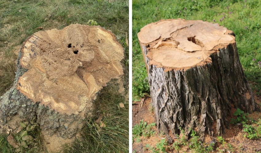 A stump before the Hill Treekeepers team grinds it down in Saugerties, NY.
