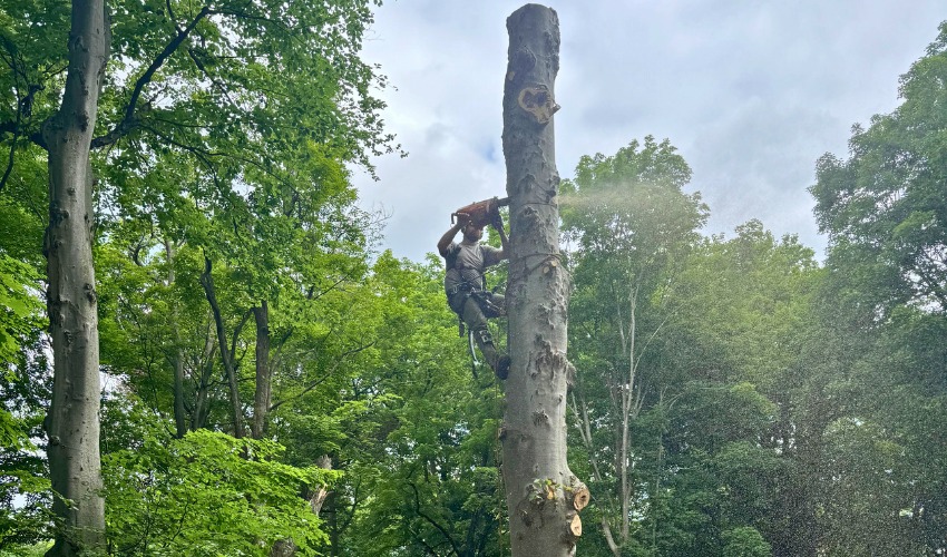 A climber in the tree from Hill Treekeepers removing a tree in Newburgh, NY.