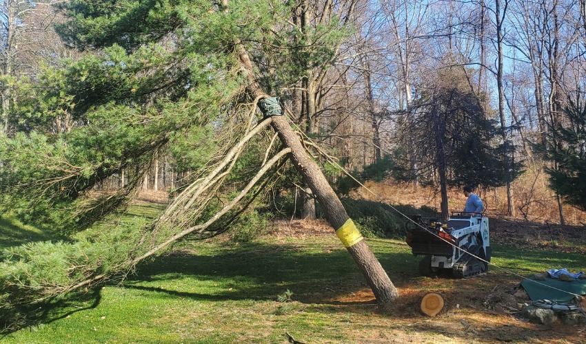 The Hill Treekeepers team removing a leaning tree in Goshen, NY.