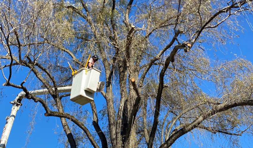 An arborist from Hill Treekeepers pruning a tree from a bucket truck in Montgomery, NY.