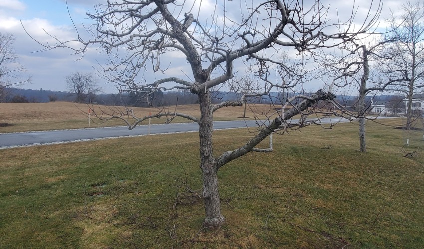 A fruit tree after pruning in Cornwall-On-Hudson, NY.