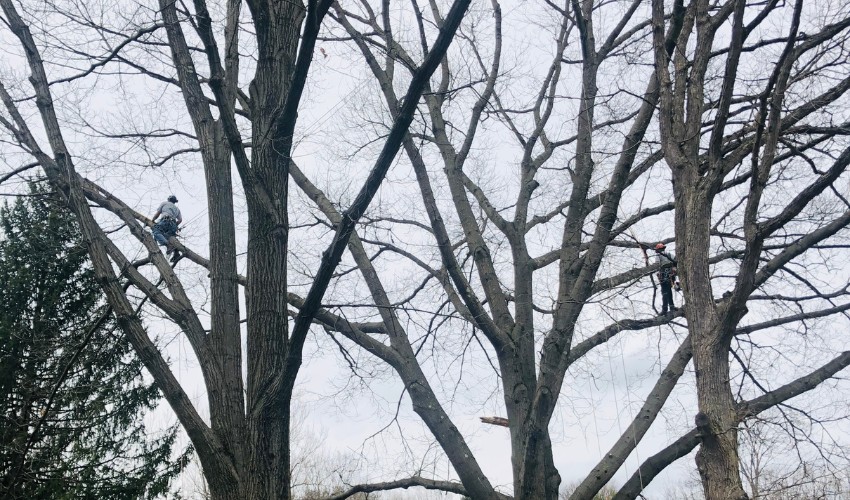 Two members of the Hill Treekeepers team pruning a shade tree in the winter in Newburgh, NY.