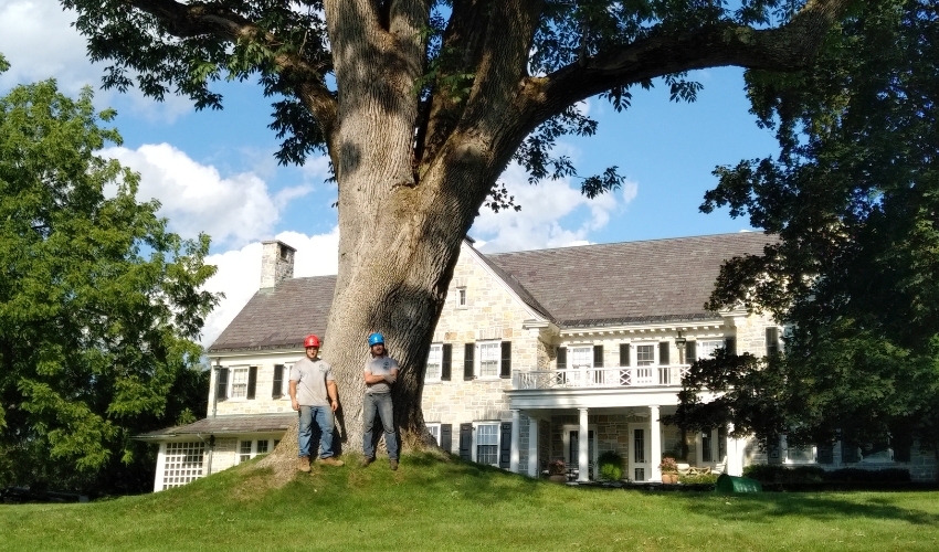 Hill Treekeepers arborists standing by mature tree on historic Hudson Valley estate property with stone architecture.