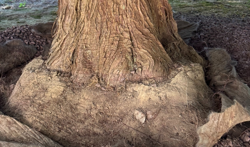 Close-up view of tree trunk that requires root pruning to continue growing in the Hudson Valley.