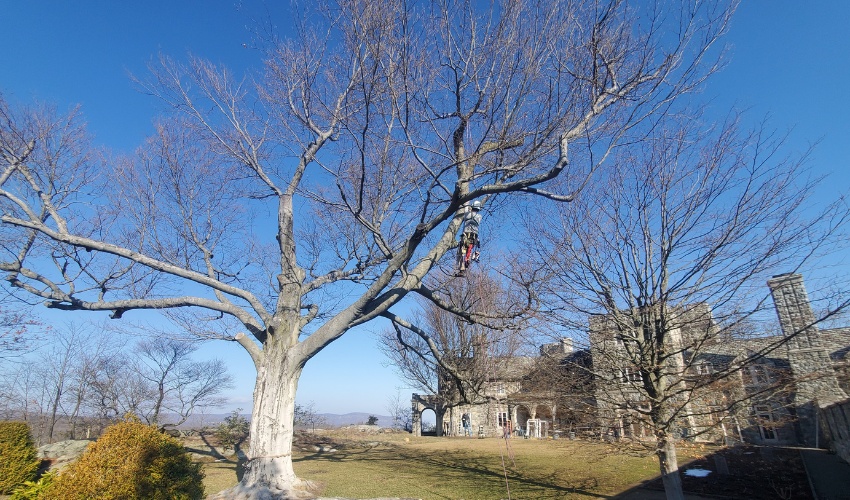 A Hill Treekeepers Certified Arborist climbing a large oak tree during winter pruning near a historic stone estate in the Hudson Valley.