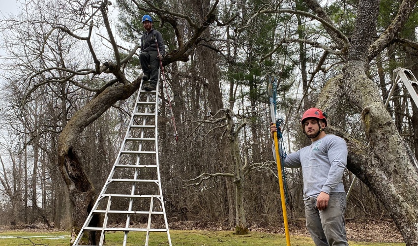 Two Hill Treekeepers arborists using a ladder to assess a fruit tree’s structure during the dormant season in Hudson Valley, NY.