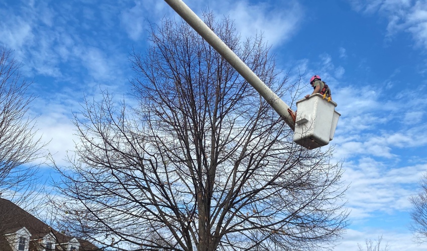 An arborist from Hill Treekeepers pruning dormant trees without leaves from a bucket truck in a residential neighborhood during the optimal November-December window in Hudson Valley, NY.