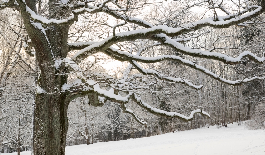 Osk tree covered in snow in the Hudson Valley showing the winter conditions that make pre-winter tree risk assessments critical for property protection.