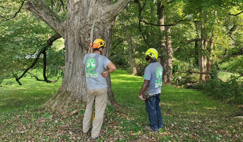 Why Hudson Valley Homeowners Should Schedule A Pre-Winter Tree Risk Assessment This Year 3 Two Hill Treekeepers Certified Arborists in safety gear conducting a professional tree risk assessment on a large mature tree in the Hudson Valley.