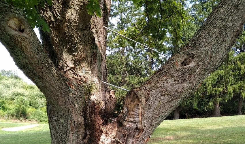 Why Hudson Valley Homeowners Should Schedule A Pre-Winter Tree Risk Assessment This Year 2 Co-dominant stems like these create dangerous weak points that become critically unstable when loaded with snow and ice during Hudson Valley winters.