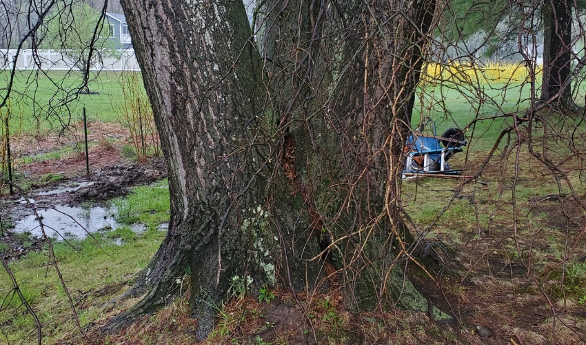 Why Hudson Valley Homeowners Should Schedule A Pre-Winter Tree Risk Assessment This Year 1 A large tree with dangerous co-dominant stems and structural damage in the Hudson Valley, showing the type of failure that pre-winter assessments can identify.