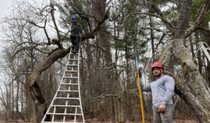 Red ripe apples hanging on tree branches in a Hudson Valley orchard with golden sunlight filtering through the leaves.