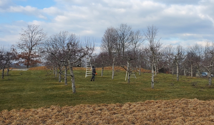 A Hudson Valley Guide To Pruning Fruit Trees At The Right Time 3 Dormant fruit trees in a Hudson Valley orchard during winter, with Hill Treekeepers equipment visible for professional pruning work.