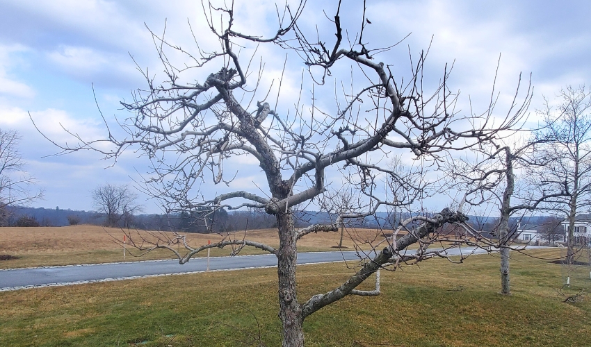 A Hudson Valley Guide To Pruning Fruit Trees At The Right Time 1 A well-pruned fruit tree in the dormant season, showing proper branch structure and pruning cuts in a Hudson Valley landscape.