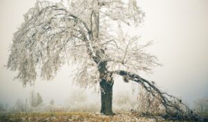 A damaged tree with broken and hanging branches creating a safety hazard in a winter landscape.
