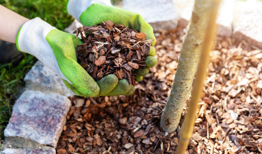 6 Essential Winter Tree Care Tasks Every Hudson Valley Homeowner Should Know 2 Hands in green gardening gloves applying fresh wood chip mulch around the base of a tree to protect roots during winter.