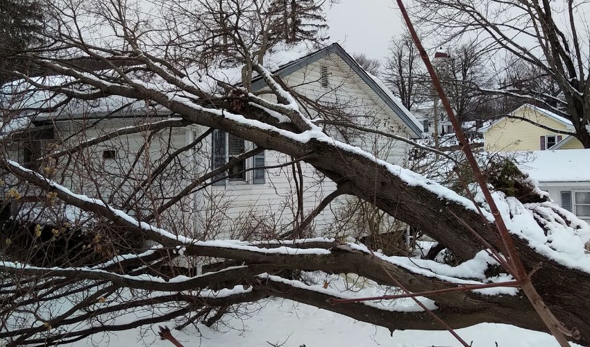 A large tree branch fallen near a home after a winter storm, causing damage to the yard and home.