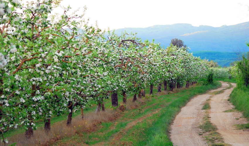 Everything You Need To Know About Growing Apple Trees In The Hudson Valley 2 Rows of apple trees in full white bloom extending across a hillside orchard with mountains visible in the background and a dirt path running alongside.