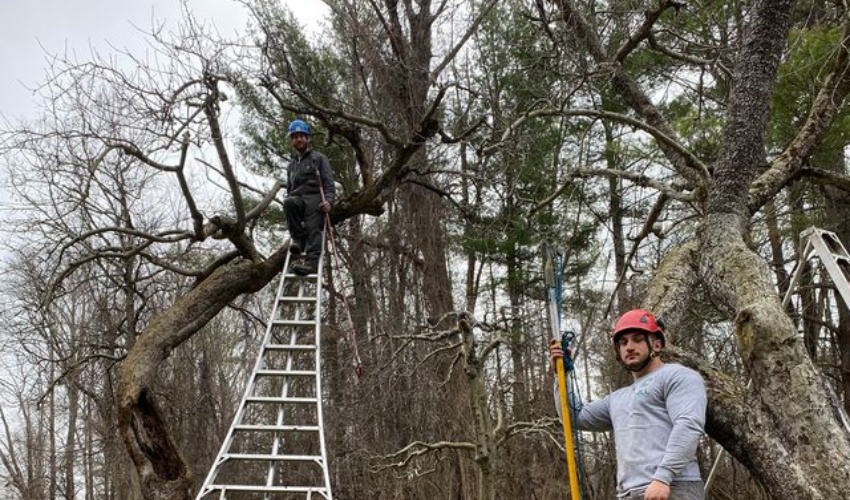 Everything You Need To Know About Growing Apple Trees In The Hudson Valley 3 Two tree care professionals working on a large bare tree in winter, with one person on a tall ladder in the canopy and another person on the ground holding equipment.