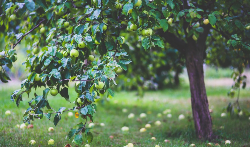 Everything You Need To Know About Growing Apple Trees In The Hudson Valley 1 Close-up view of green apples growing on tree branches with healthy foliage in what appears to be a home orchard setting.