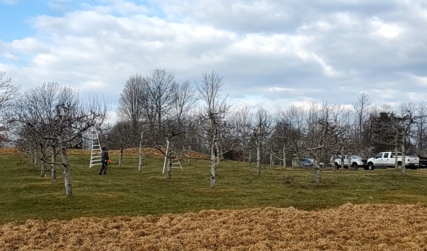 Everything You Need To Know About Growing Apple Trees In The Hudson Valley 4 A professional arborist working among dormant apple trees in a commercial orchard setting with trucks and equipment visible in the background.