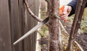 A person uses a hand saw to prune a branch from a small deciduous tree during the dormant season.