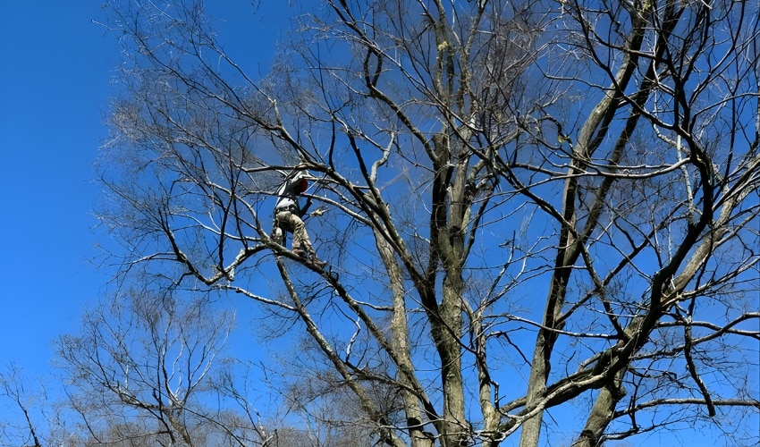 Best Time To Prune Trees &Amp; Shrubs In The Hudson Valley 2 A Hill Treekeepers bucket truck is parked in front of a large white home while an arborist works in the canopy of a leafless tree in early spring.