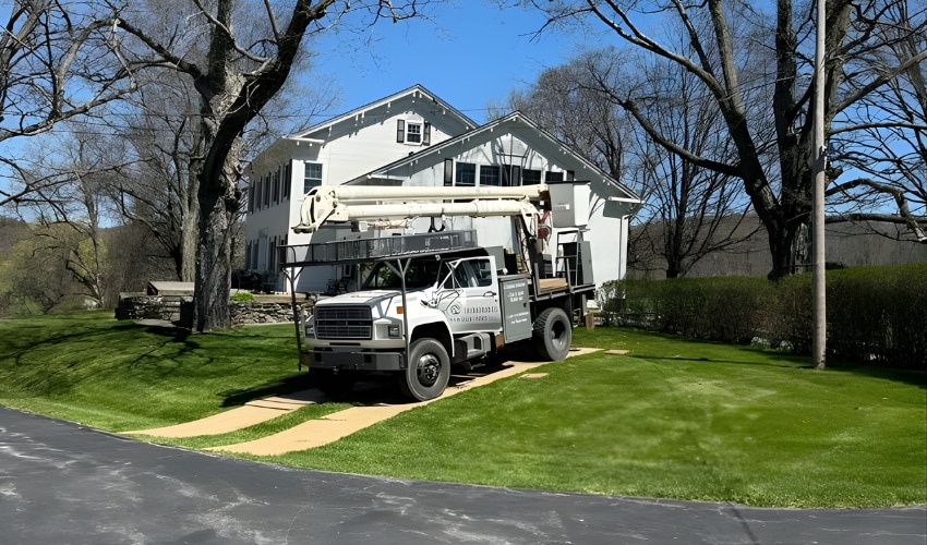 Best Time To Prune Trees &Amp; Shrubs In The Hudson Valley 3 A harnessed arborist works high in the bare canopy of a large deciduous tree against a bright blue winter sky.
