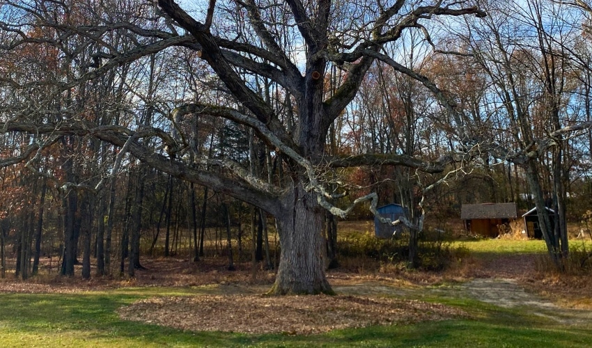 Best Time To Prune Trees &Amp; Shrubs In The Hudson Valley 1 A large, mature deciduous tree with a wide-spreading canopy stands leafless in a Hudson Valley yard, with outbuildings visible in the background.