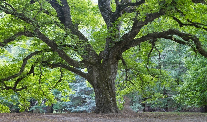 How To Tell What’s Wrong With Your Beech Tree In The Hudson Valley 1 Large mature beech tree with a full summer canopy in the Hudson Valley, New York.