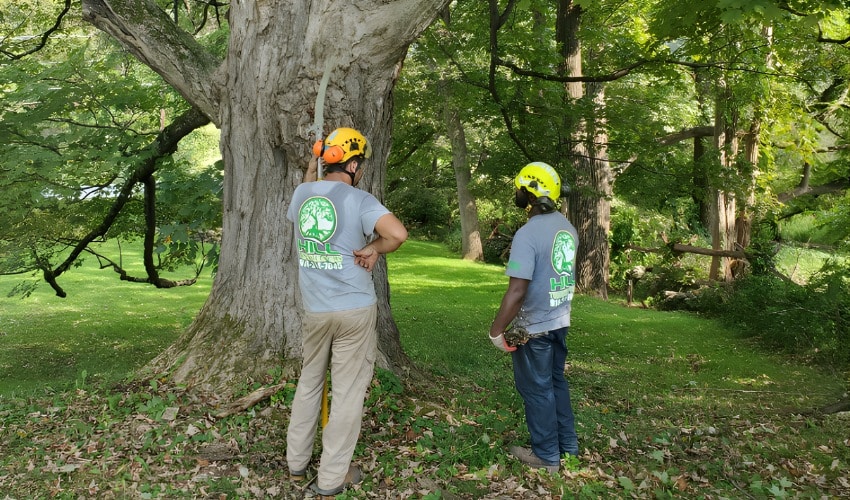 How To Tell What’s Wrong With Your Beech Tree In The Hudson Valley 3 Hill Treekeepers arborists inspecting a mature beech tree for signs of disease and canopy decline in the Hudson Valley.