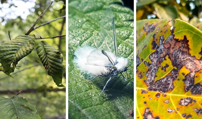 How To Tell What’s Wrong With Your Beech Tree In The Hudson Valley 2 Examples of curled beech leaves, woolly beech aphid activity, and anthracnose leaf lesions on beech foliage.