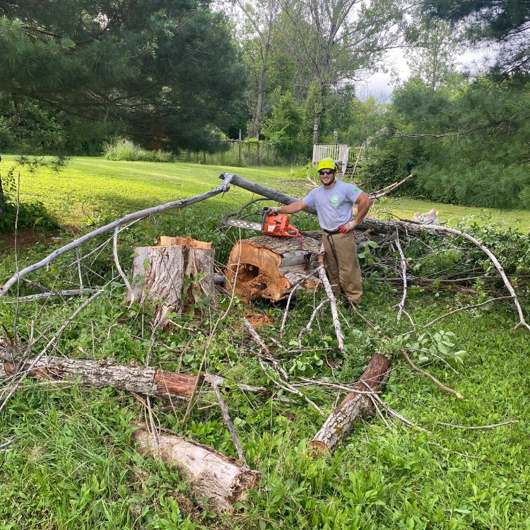 Hill Treekeepers arborist with a chainsaw standing beside a large tree freshly cut into sections after a removal in Woodstock, NY