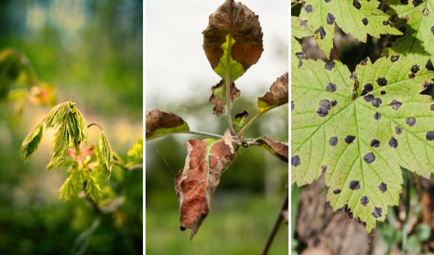 What'S Wrong With My Tree? A Summer Diagnosis Guide For Saugerties 1 Comparison of wilted leaves, scorched brown leaves, and black-spotted leaves showing common summer tree symptoms in the Hudson Valley.